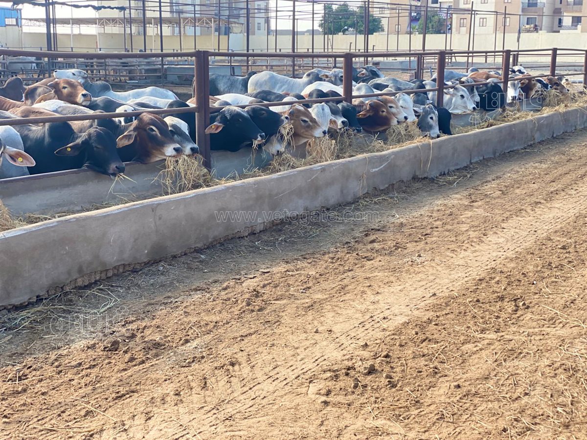 محطة تسمين الماشية ببورسعيد تستقبل 300 رأس، فيتو