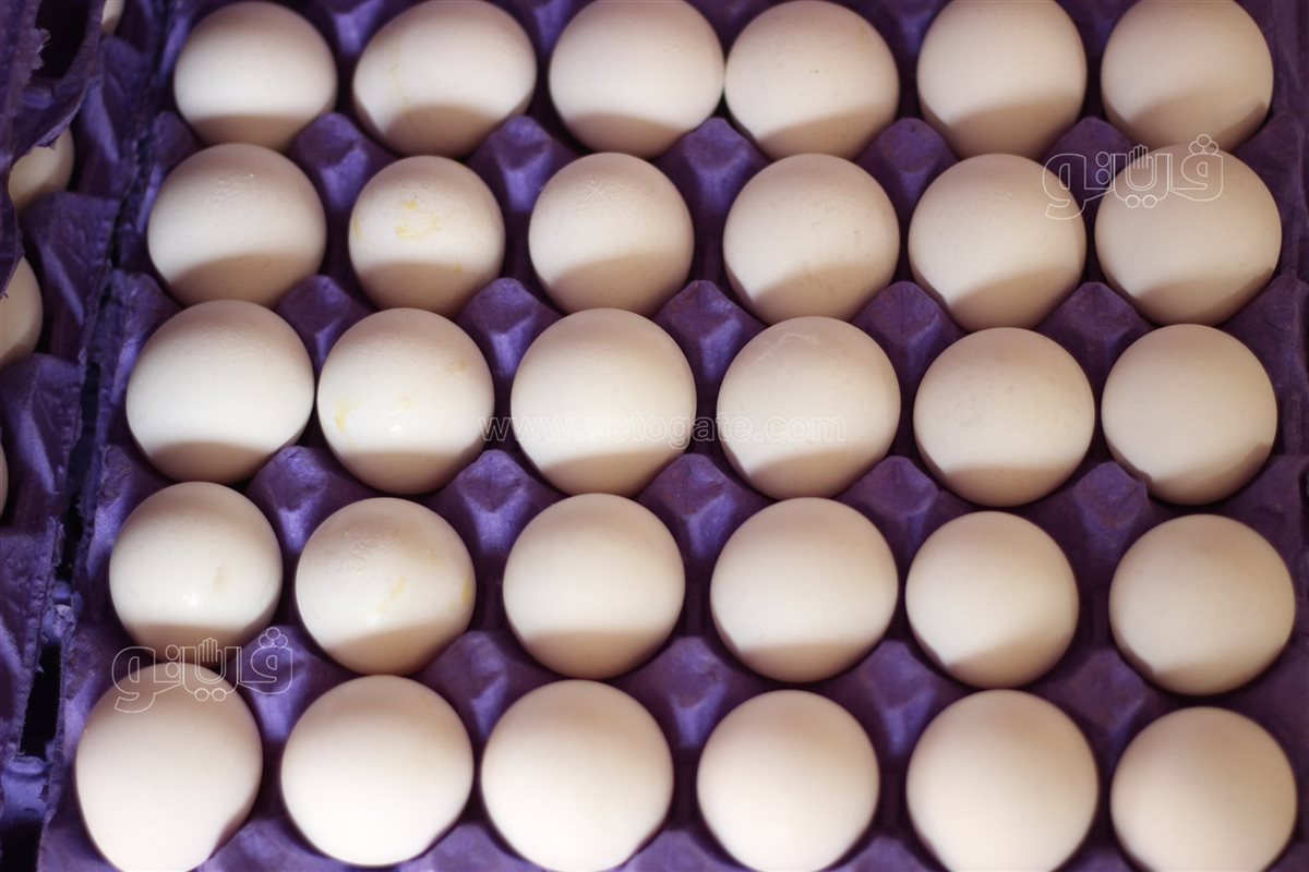 سعر كرتونة البيض اليوم الخميس في بورصة الدواجن، فيتو