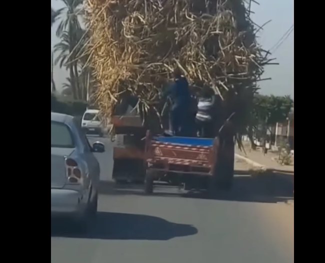 شاب حاول سرقة عود قصب، فيتو