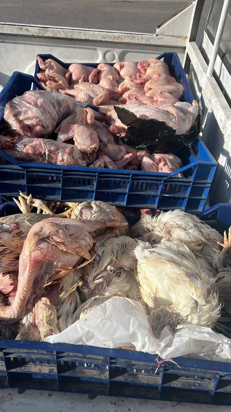 ضبط 42 طن لحوم فاسدة في الجيزة&nbsp;