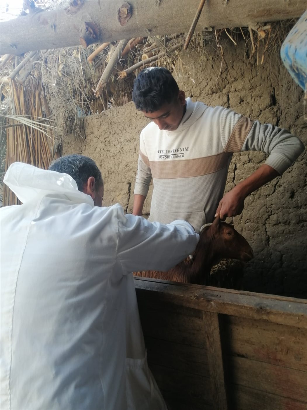 جانب من أعمال حملة التحصين ضد الحمى القلاعية،فيتو