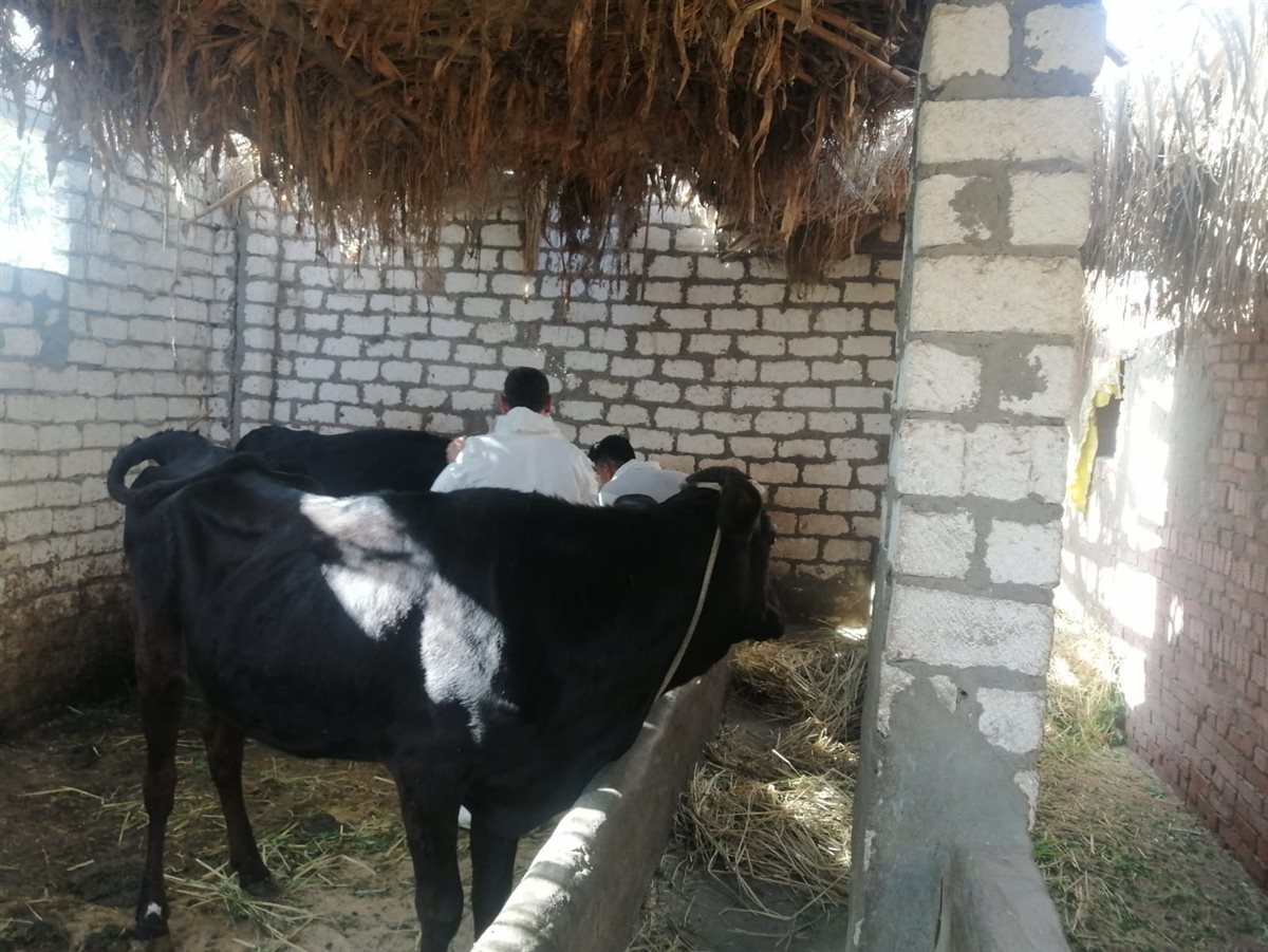 جانب من أعمال حملة التحصين ضد الحمى القلاعية،فيتو