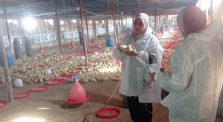 مزارع الدواجن، فيتو