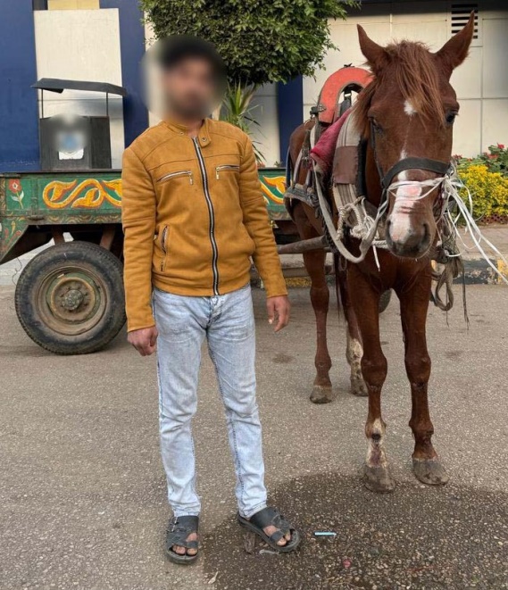 ضبط شخص تعدى بالضرب على حصان يجر عربة كارو في القليوبية&nbsp;
