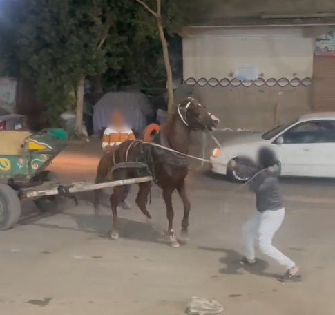ضبط شخص تعدى بالضرب على حصان يجر عربة كارو في القليوبية&nbsp;