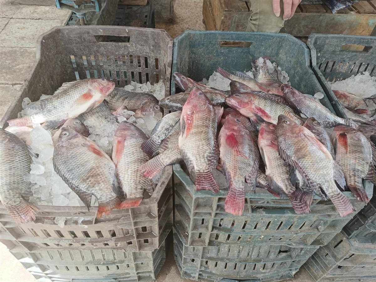 سعر السمك اليوم، فيتو