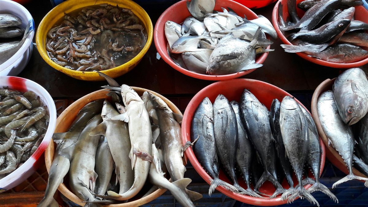 سعر السمك اليوم، فيتو