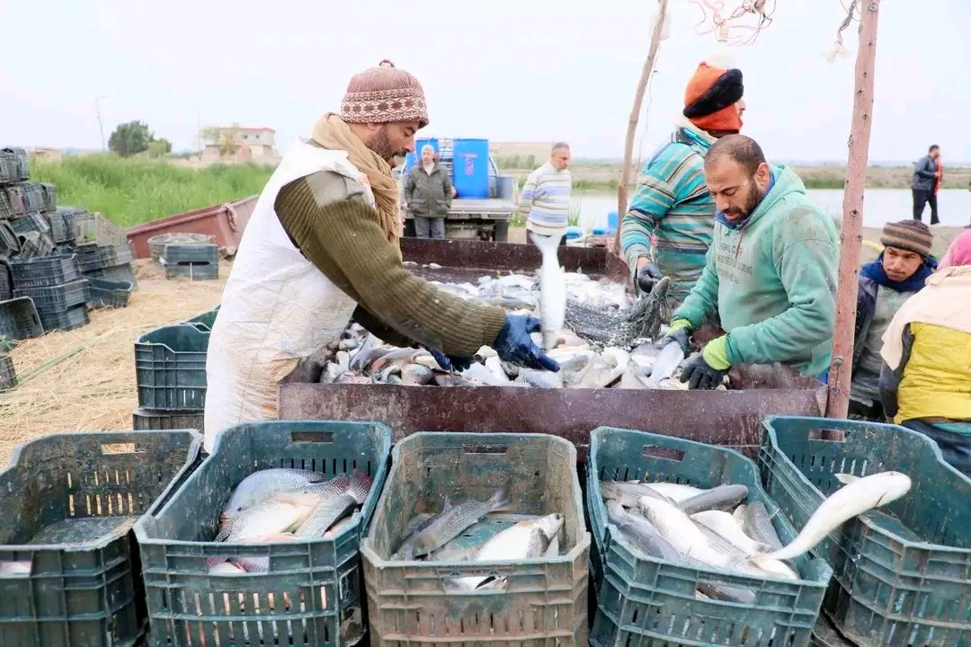 الشرقية تفتح “شباكها السمكي”.. انطلاقة موسم الصيد بإنتاجية قياسية،فيتو