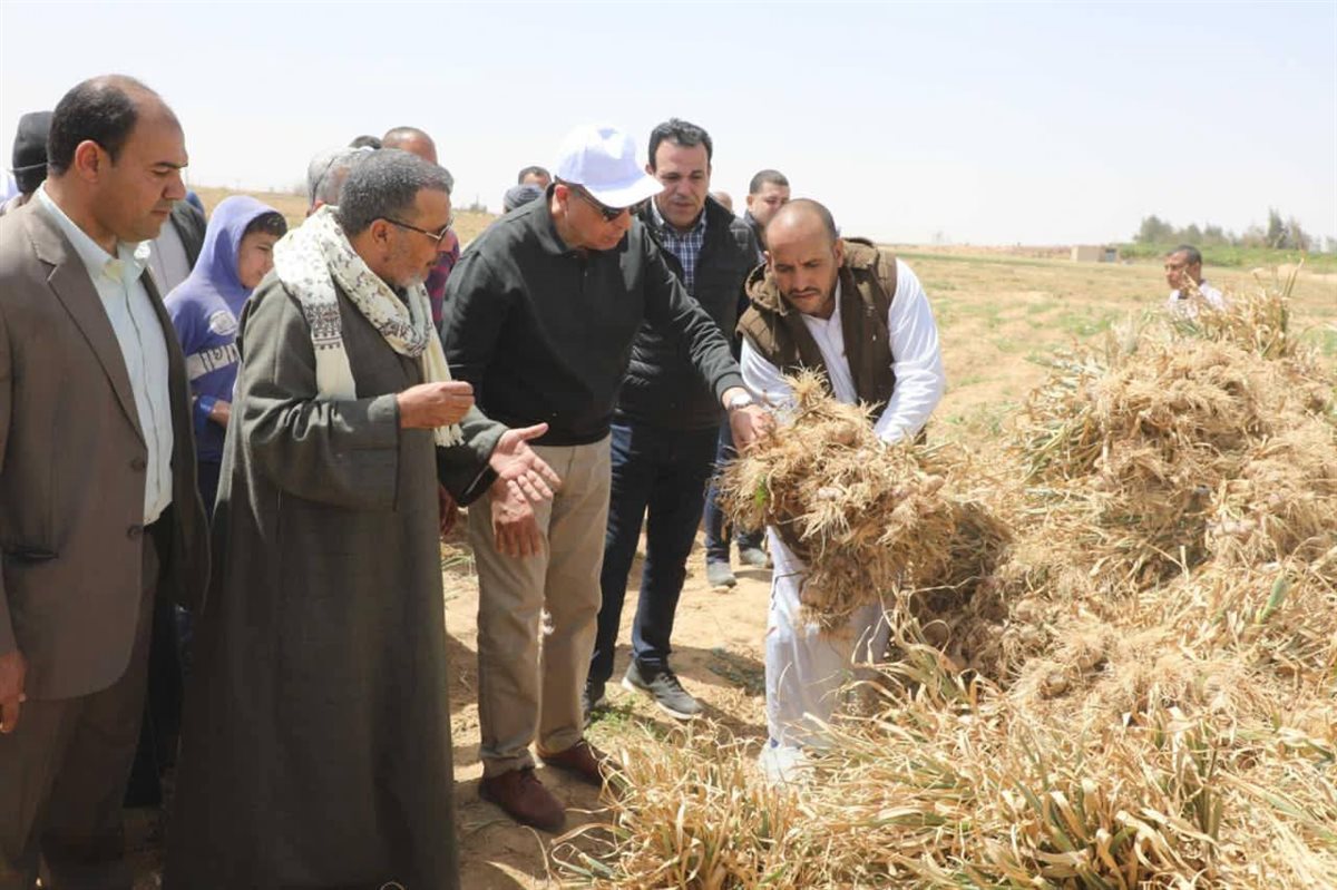 محافظ المنيا: الثوم أصبح علامة تصديرية مميزة، فيتو&nbsp;
