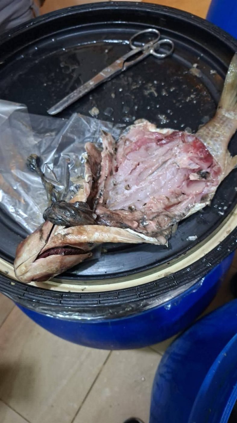 ضبط أكثر من 16 طن أسماك مملحة ومدخنة خلال حملات رقابية خلال شم النسيم،فيتو