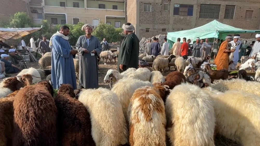أسعار الماشية الآن، فيتو