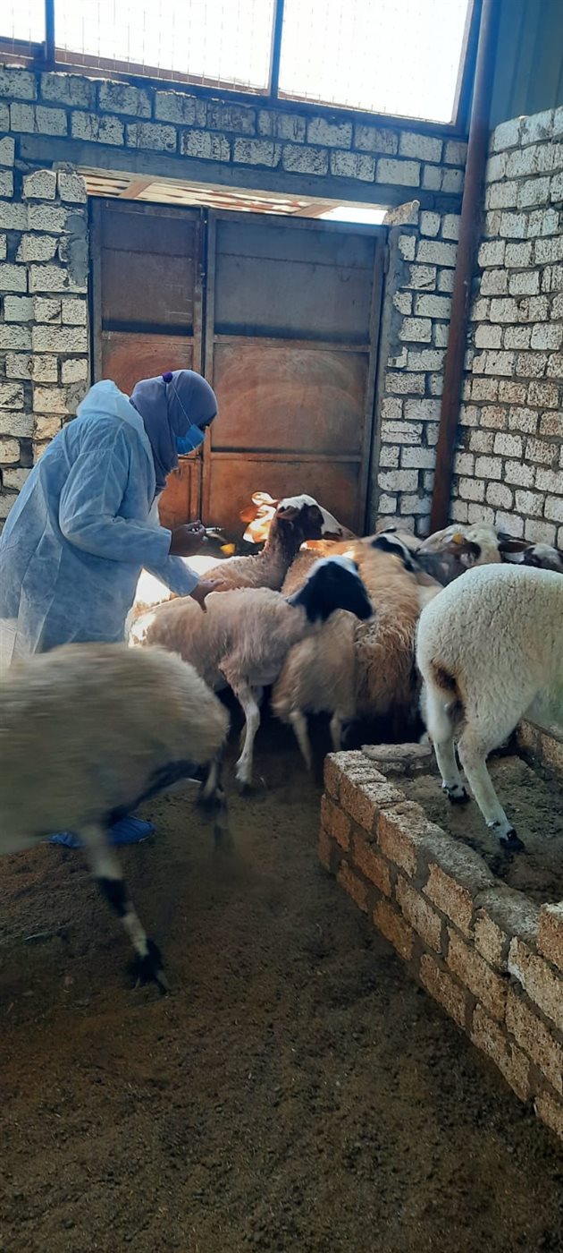 جانب من أعمال الحملة، فيتو