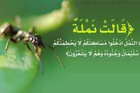 شبكة المعارف الإسلامية:النمـل