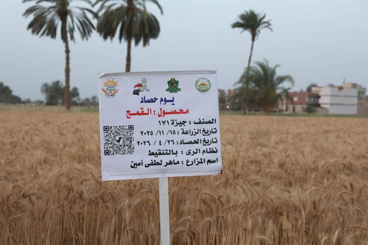 حصاد وتوريد محصول القمح في المنيا، فيتو&nbsp;
