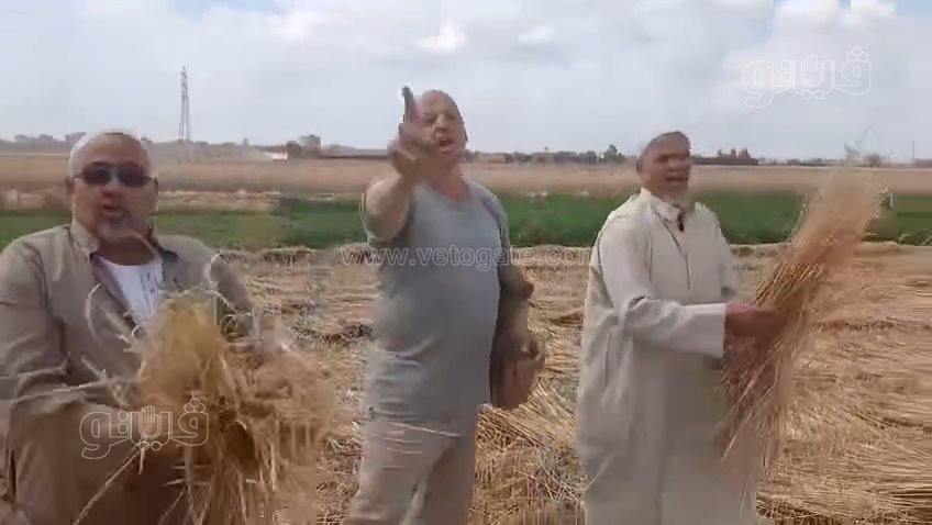اكتشاف صادم لواقعة سرقة محصول القمح،فيتو