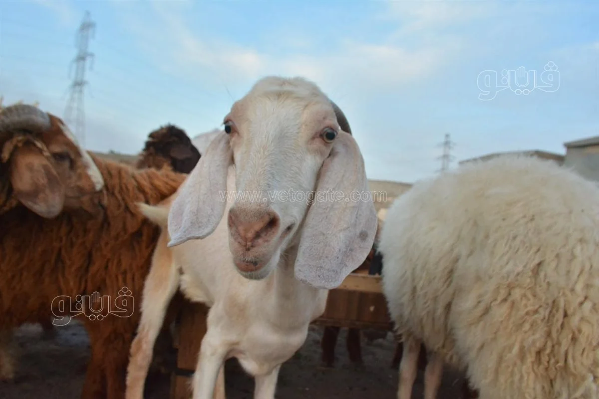 أسعار الأضاحي اليوم، فيتو