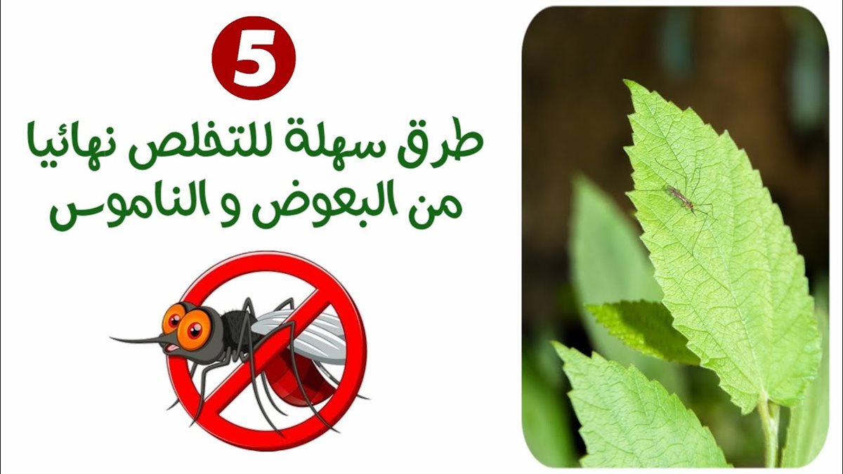طرق التخلص من الناموس
