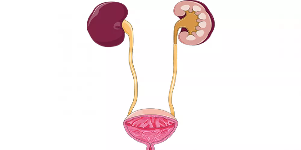 أعراض كسل الكلى وأسبابه وطرق العلاج&nbsp;