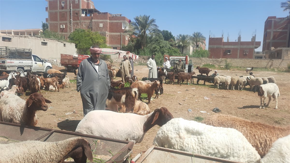 جولة فيتو بأسواق الأضاحي بالإسماعيلية، فيتو