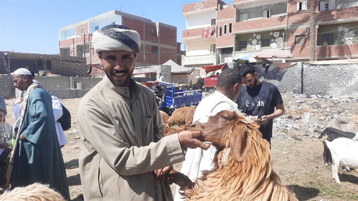 جولة فيتو بأسواق الأضاحي بالإسماعيلية، فيتو
