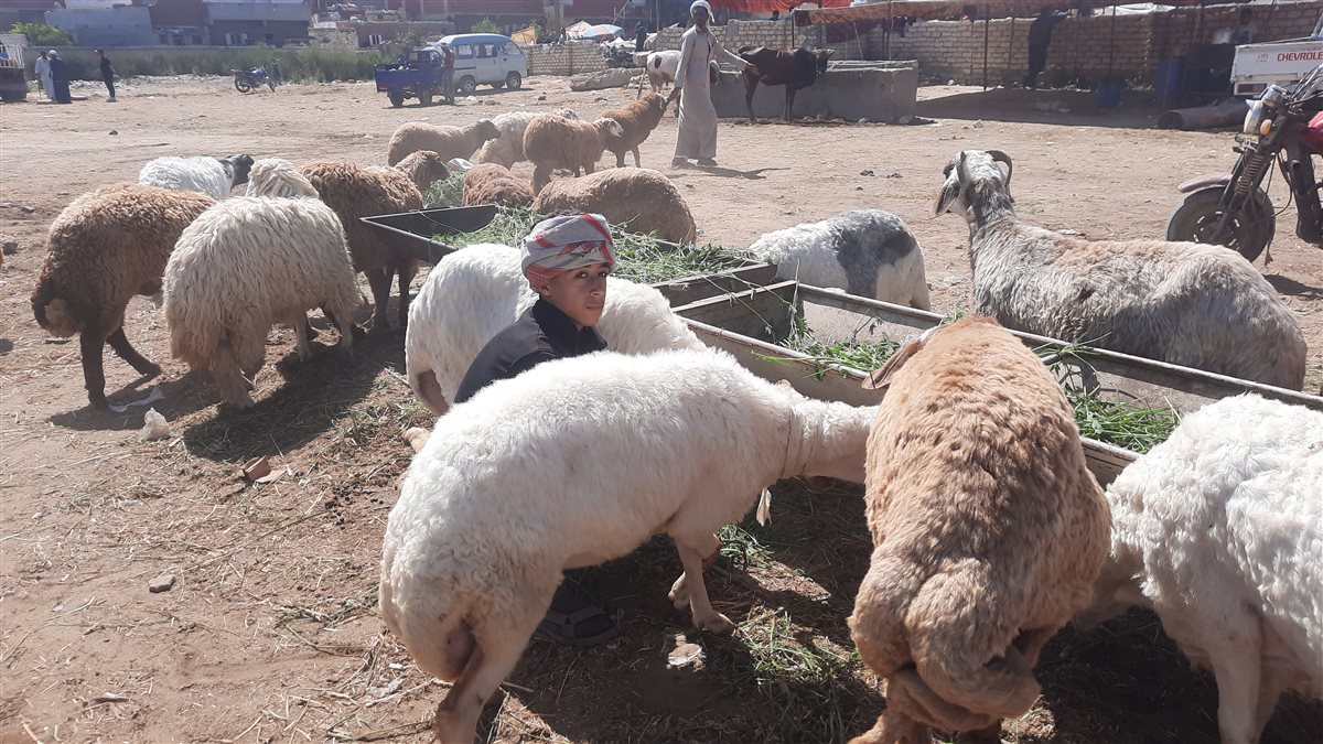 جولة فيتو بأسواق الأضاحي بالإسماعيلية، فيتو