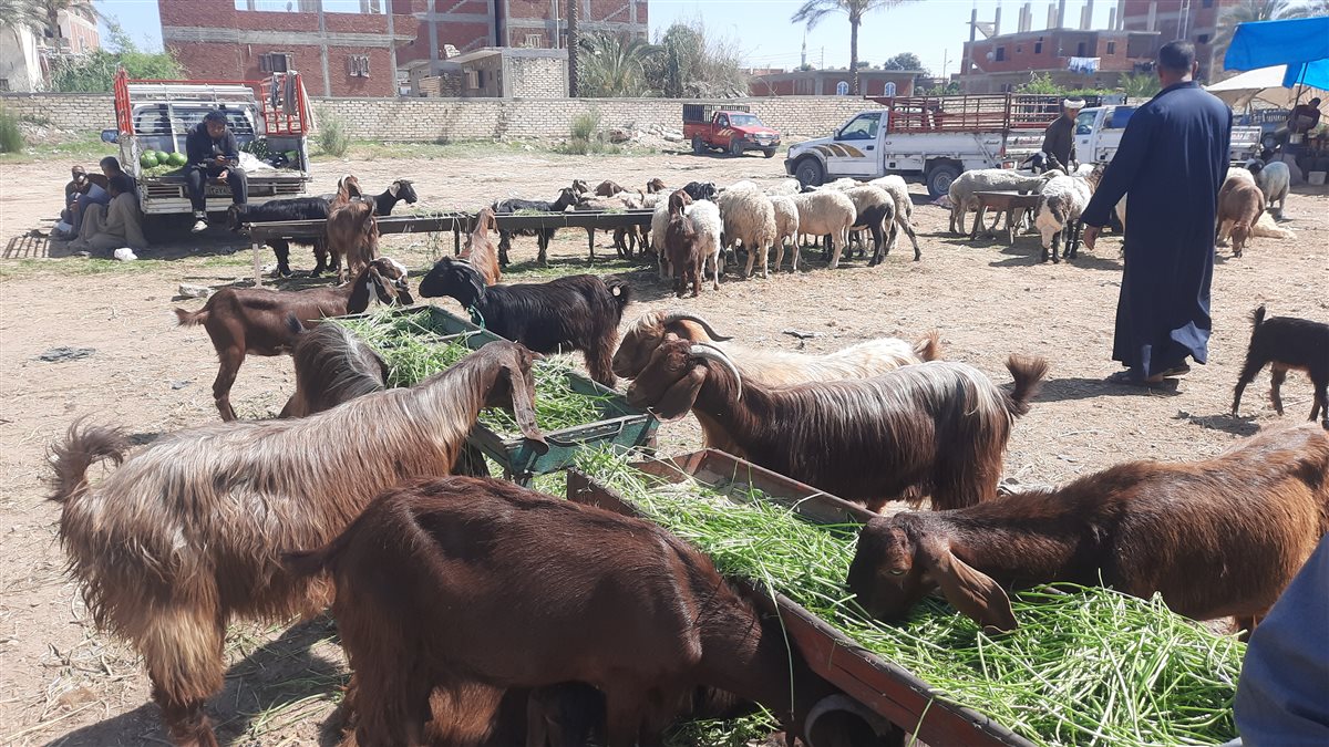 جولة فيتو بأسواق الأضاحي بالإسماعيلية، فيتو