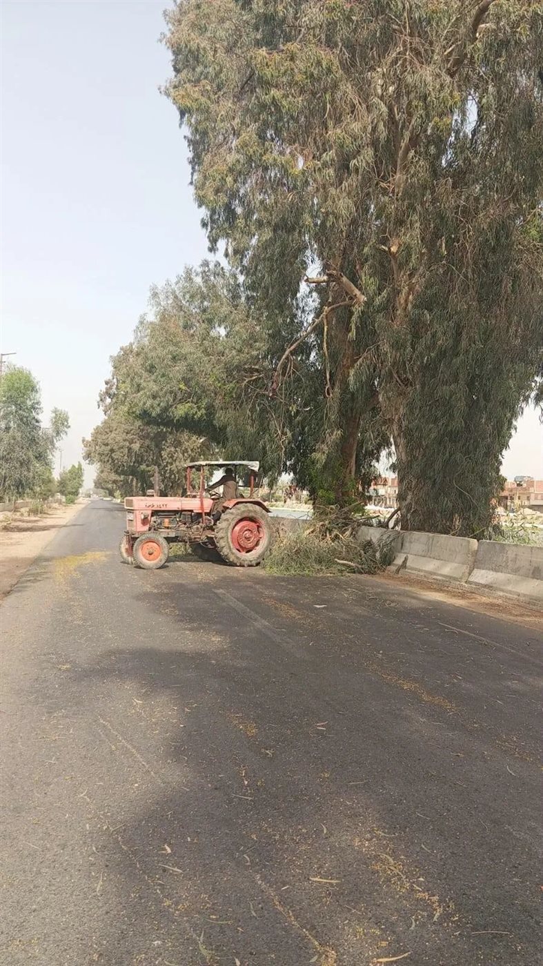 جانب من عملية إزالة الشجرة، فيتو