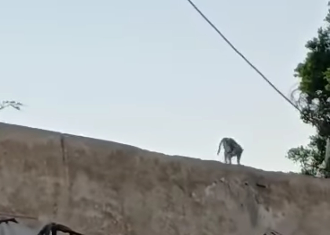 مطاردة مثيرة لـ