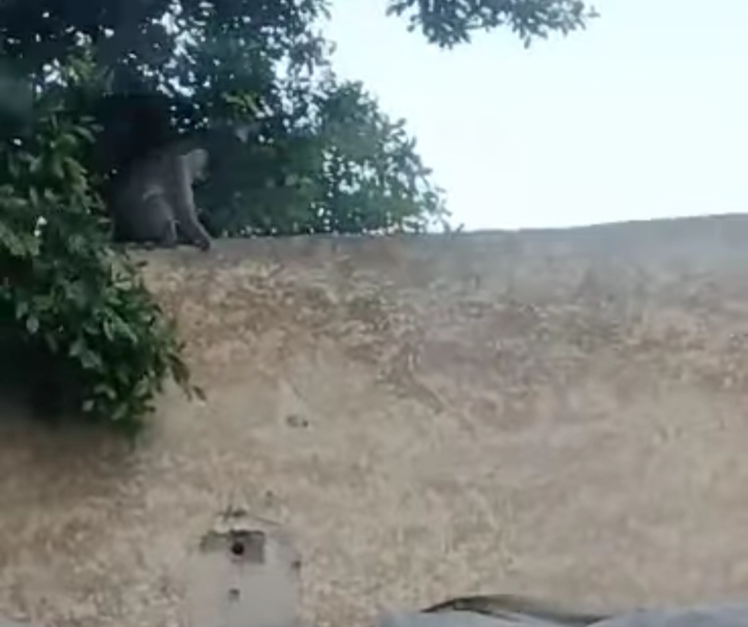 مطاردة مثيرة لـ