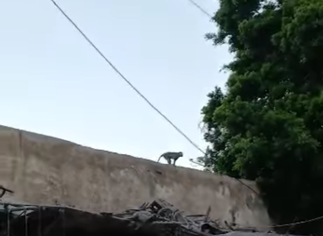 مطاردة مثيرة لـ
