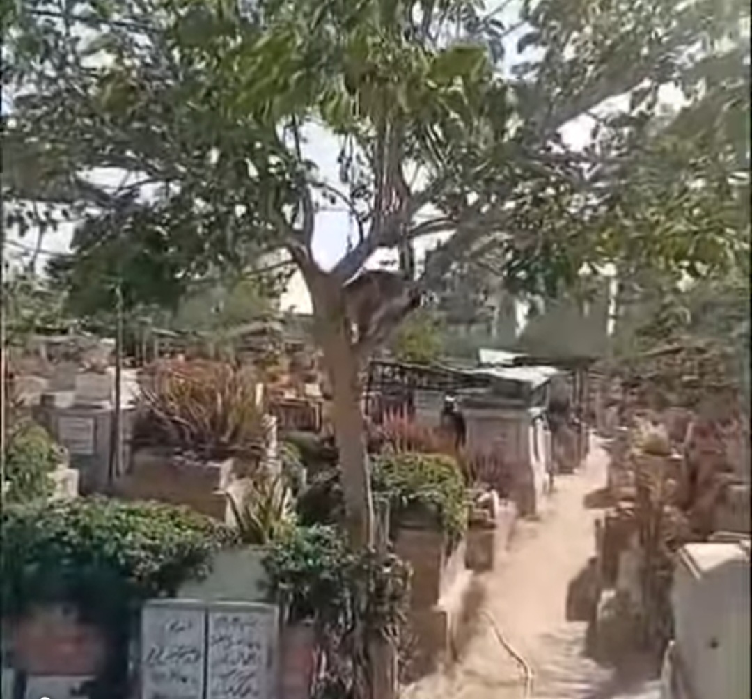 مطاردة مثيرة لـ