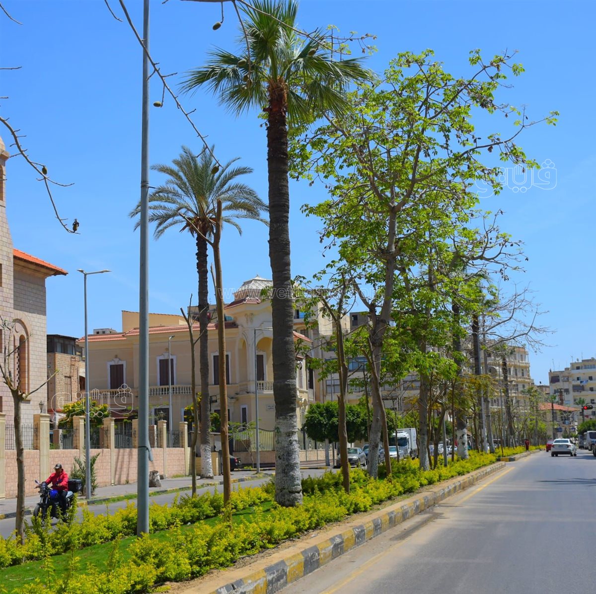 محافظة بورسعيد تتزين بالأشجار والنباتات، ڤيتو