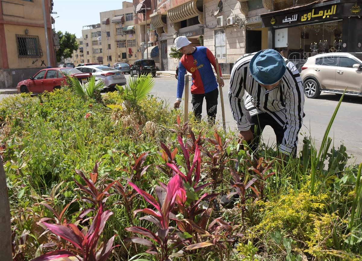 محافظة بورسعيد تتزين بالأشجار والنباتات، ڤيتو