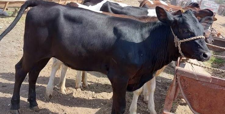 أسعار الماشية الآن، فيتو