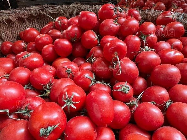 اسعار الطماطم اليوم، فيتو