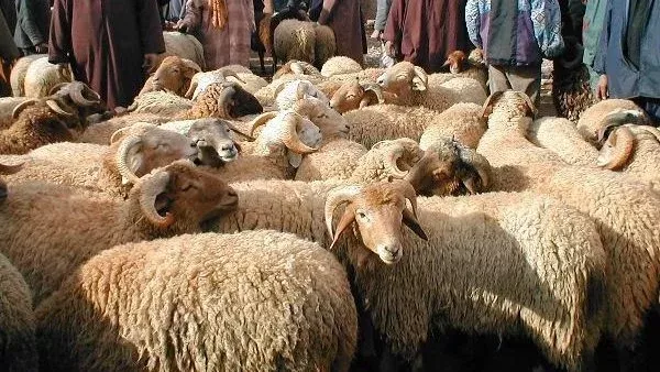 الأضحية