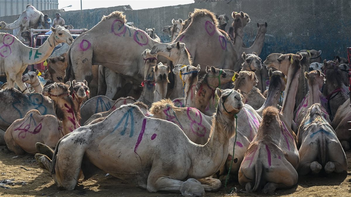 أسعار أضاحي العيد 2026، فيتو