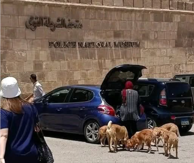 انتشار ظاهرة الكلبجية، فيتو