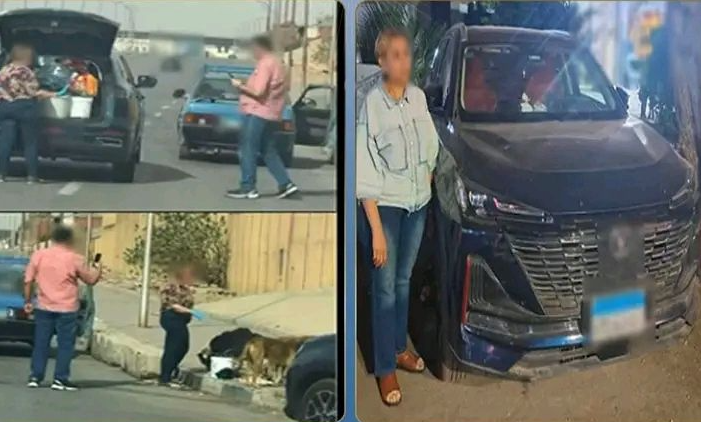 دعم وتصوير وتبرعات لإطعام الكلاب الضالة، فيتو