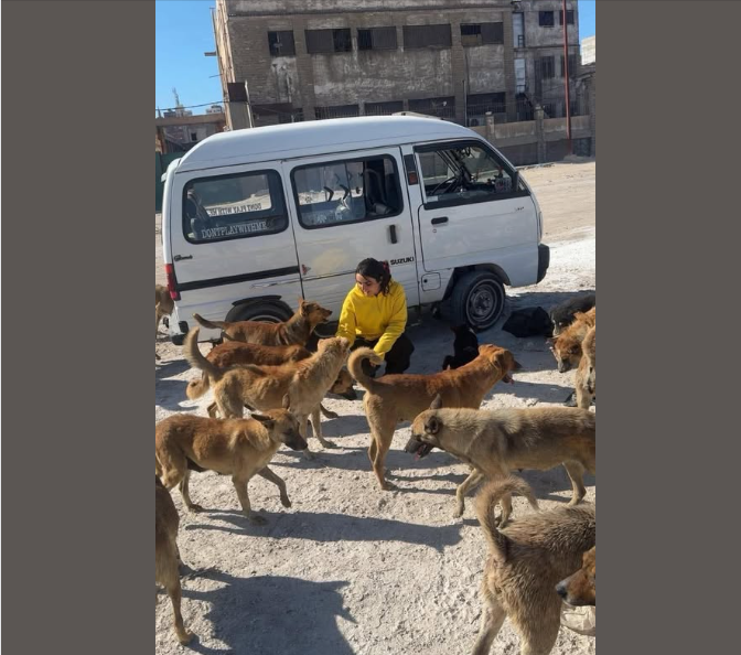 إطعام الكلاب الضالة بمخلفات اللحوم خطر يهدد الطفال، فيتو