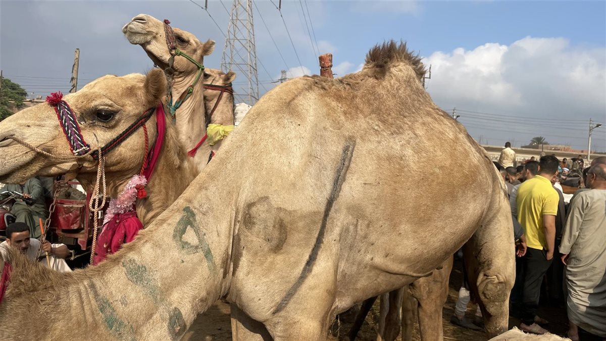أسعار الماشية الآن، فيتو