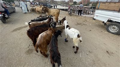 مشاهدة الطفل ذبح الأضحية&nbsp;