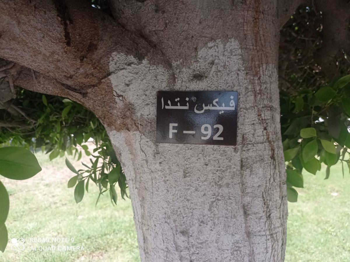تكويد أشجار المبادرة بالإسماعيلية، فيتو
