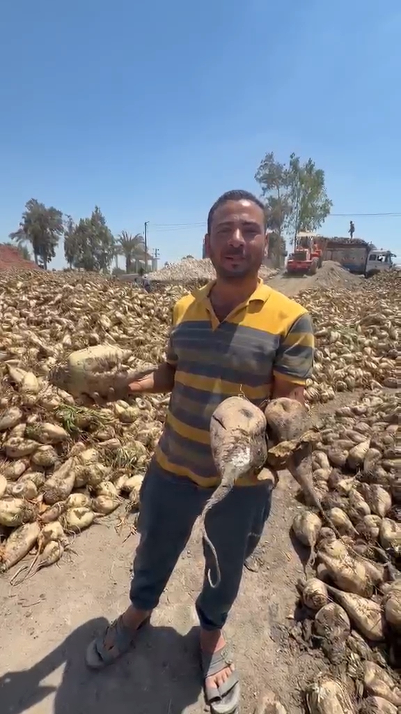 مزارعو