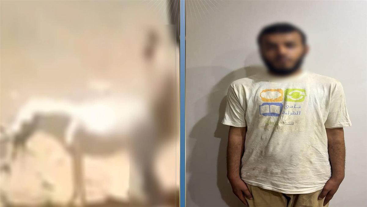 ضبط متهم بالتعدي على حمار بالقليوبية وإحالته للفحص النفسي، فيتو