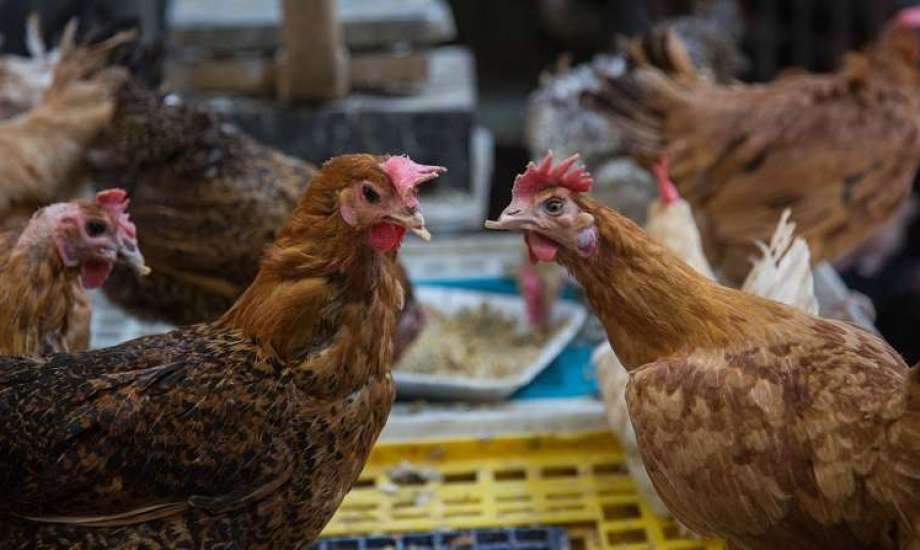 سعر الفراخ اليوم، فيتو