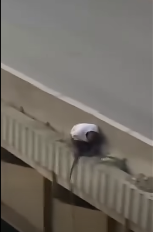 محاولة سرقة حديد كوبري صفط اللبن، فيتو