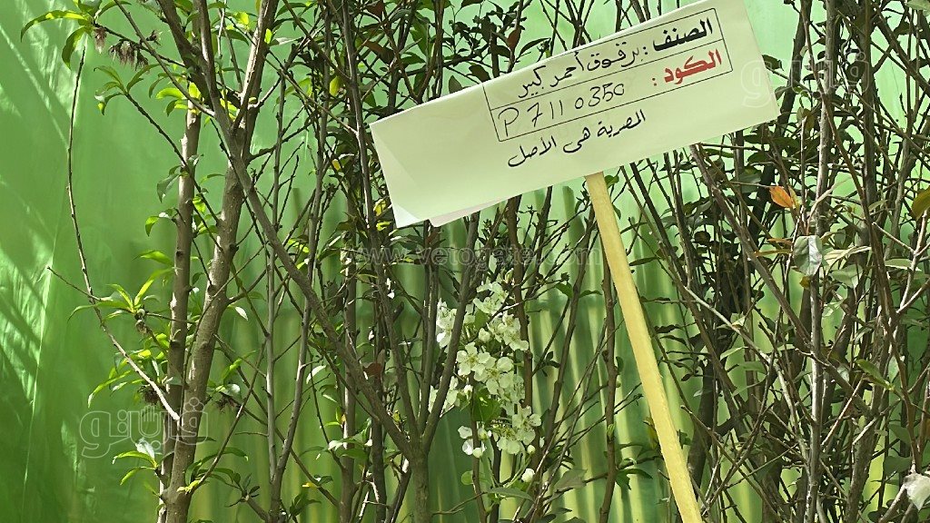 معرض زهور الربيع (5)