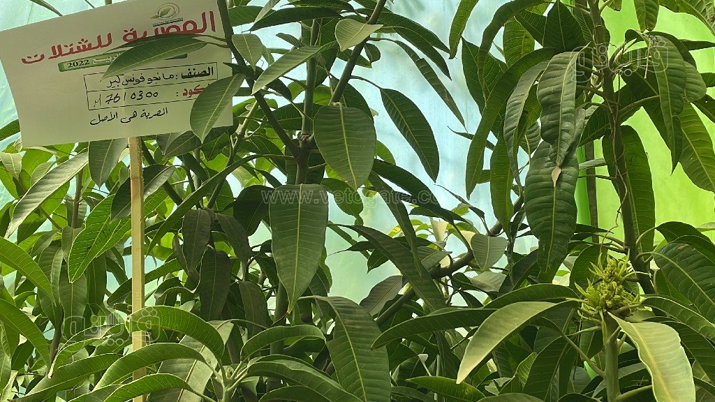 معرض زهور الربيع (6)