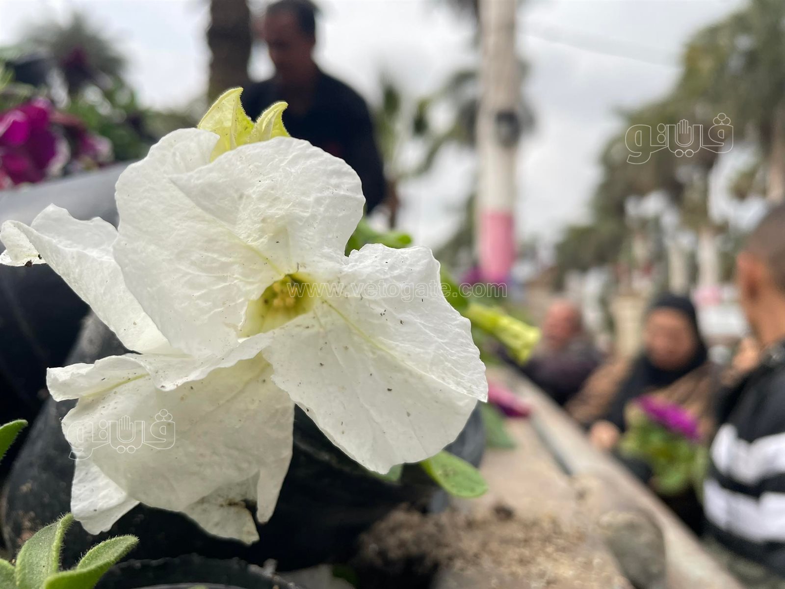 في عيد الأم.. عمال معرض الزهور يوزعون الورد على الأمهات (5)